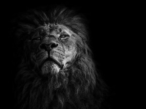 Big Cats - Christian Meermann Photography