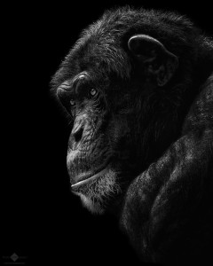 Apes & Monkeys - Christian Meermann Photography