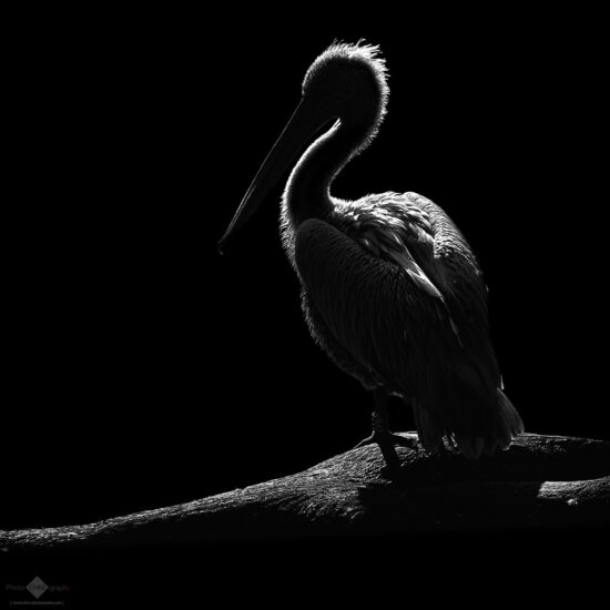 Birds in Black And White - Christian Meermann Photography